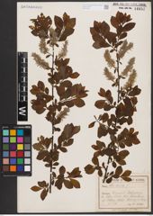 Foto von Salix aurita L.